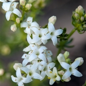 Unverified Other Wildflower or Herb by Miranda