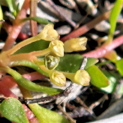 Montia fontana at Whitlam, ACT - 4 Oct 2025 by sangio7