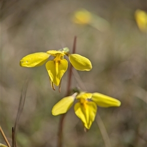 Diuris chryseopsis by Miranda