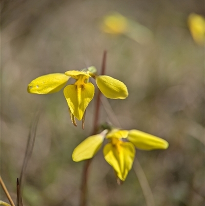 Diuris chryseopsis at  - suppressed by Miranda