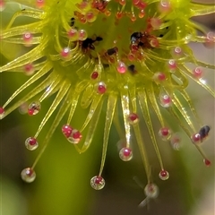 Drosera (genus) by Miranda