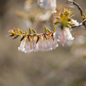 Unverified Other Shrub by Miranda