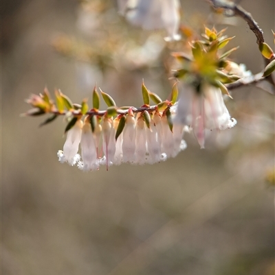 Styphelia fletcheri subsp. brevisepala (Twin Flower Beard-Heath) at Googong, NSW - 3 Oct 2025 by Miranda