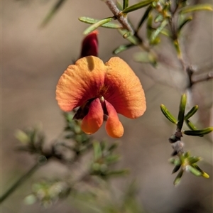 Dillwynia sp. Yetholme (P.C.Jobson 5080) NSW Herbarium by Miranda