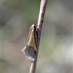 Philobota undescribed species near arabella by Miranda