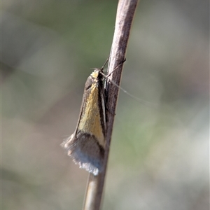 Unverified Moth (Lepidoptera) by Miranda