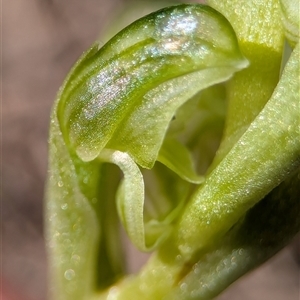 Bunochilus montanus (ACT) = Pterostylis jonesii (NSW) by Miranda