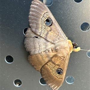 Unverified Moth (Lepidoptera) by LisaH