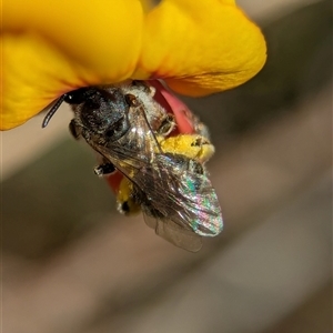Unverified Bee (Hymenoptera, Apiformes) by Miranda