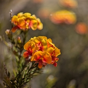 Unverified Other Shrub by Miranda