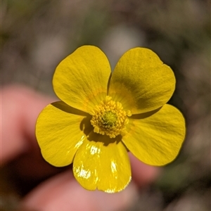 Ranunculus sp. by Miranda
