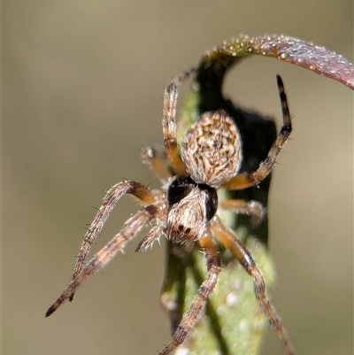 Unverified Orb-weaving spider (several families) at  - suppressed by Miranda