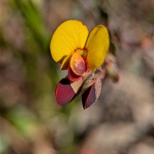Dillwynia prostrata by Miranda
