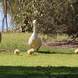 Cygnus atratus by KylieWaldon
