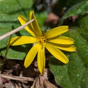 Unverified Other Wildflower or Herb by Miranda