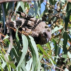 Anthochaera carunculata (Red Wattlebird) at Wodonga, VIC - 4 Oct 2025 by KylieWaldon