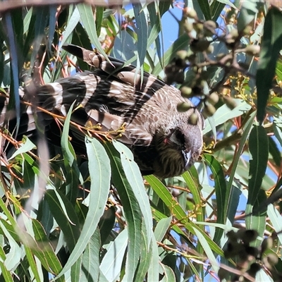 Anthochaera carunculata (Red Wattlebird) at Wodonga, VIC - 4 Oct 2025 by KylieWaldon