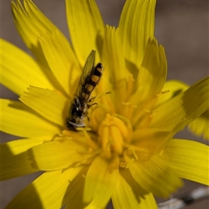 Unverified Hover fly (Syrphidae) by Miranda