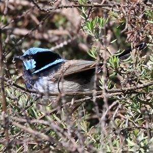 Malurus cyaneus (Superb Fairywren) at Wodonga, VIC - Today by KylieWaldon