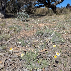 Leucochrysum albicans subsp. tricolor by Miranda