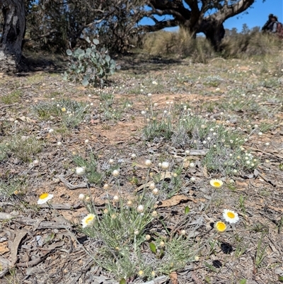 Leucochrysum albicans subsp. tricolor (Hoary Sunray) at Googong, NSW - 3 Oct 2025 by Miranda