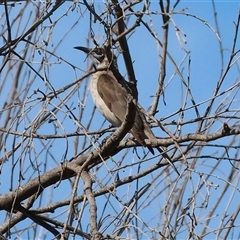 Philemon citreogularis (Little Friarbird) at Wodonga, VIC - 4 Oct 2025 by KylieWaldon