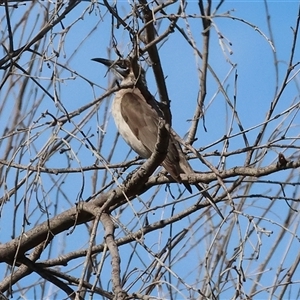 Philemon citreogularis (Little Friarbird) at Wodonga, VIC - Today by KylieWaldon