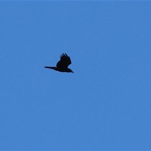 Corvus coronoides at Wodonga, VIC - Today by KylieWaldon