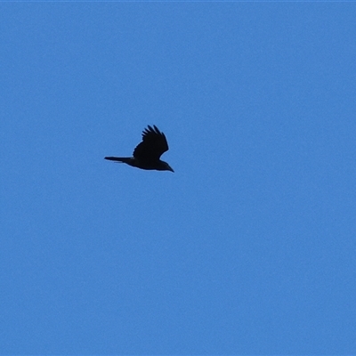 Corvus coronoides at Wodonga, VIC - 4 Oct 2025 by KylieWaldon