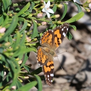 Vanessa kershawi (Australian Painted Lady) at Wodonga, VIC - Today by KylieWaldon