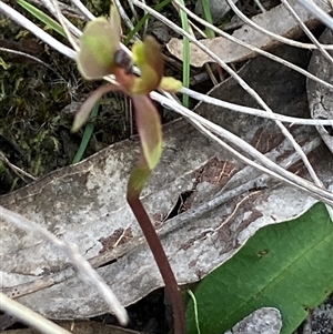 Chiloglottis formicifera at Jerrabomberra, NSW - Today by Youspy