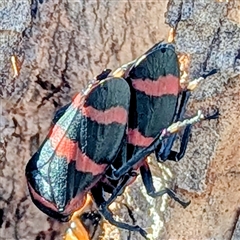 Eurymeloides pulchra at Kambah, ACT - Yesterday by HelenCross