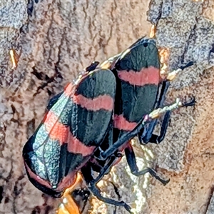 Eurymeloides pulchra at Kambah, ACT - Today by HelenCross