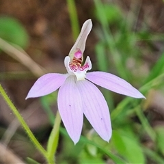 Caladenia carnea (Pink Fingers) at Monga, NSW - 4 Oct 2025 by MatthewFrawley