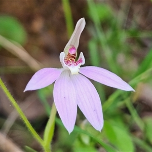 Caladenia carnea at Monga, NSW - Today by MatthewFrawley