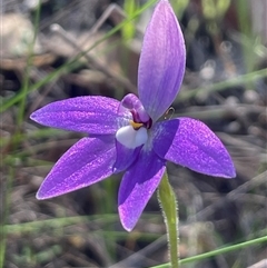 Glossodia major (Wax Lip Orchid) at Jerrabomberra, NSW - 4 Oct 2025 by Clarel