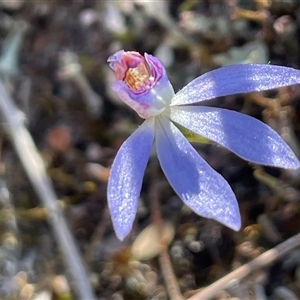 Caladenia caerulea at Jerrabomberra, NSW - Today by Clarel