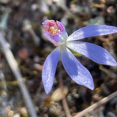Caladenia caerulea (Blue Fingers, Blue Fairies) at Jerrabomberra, NSW - 4 Oct 2025 by Clarel