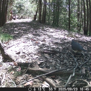 Leucosarcia melanoleuca (Wonga Pigeon) at Bucketty, NSW - 23 Sep 2025 by MartinPredavec