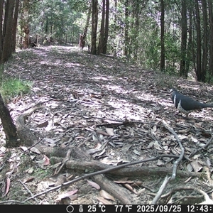 Leucosarcia melanoleuca (Wonga Pigeon) at Bucketty, NSW - 25 Sep 2025 by MartinPredavec