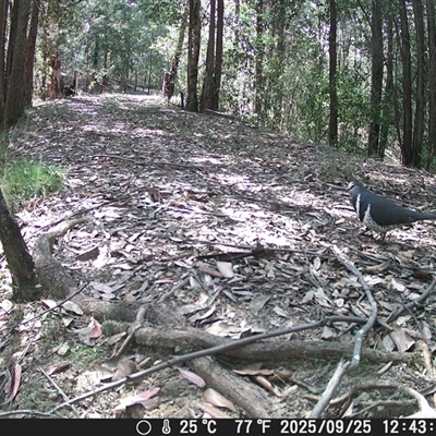 Leucosarcia melanoleuca (Wonga Pigeon) at Bucketty, NSW - 25 Sep 2025 by MartinPredavec