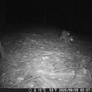 Trichosurus vulpecula (Common Brushtail Possum) at Bucketty, NSW - 26 Sep 2025 by MartinPredavec