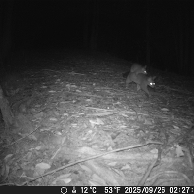 Trichosurus vulpecula (Common Brushtail Possum) at Bucketty, NSW - 26 Sep 2025 by MartinPredavec