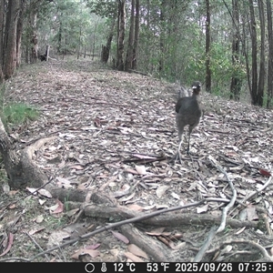 Menura novaehollandiae (Superb Lyrebird) at Bucketty, NSW - 26 Sep 2025 by MartinPredavec