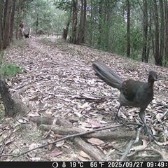 Menura novaehollandiae (Superb Lyrebird) at Bucketty, NSW - 27 Sep 2025 by MartinPredavec