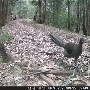 Menura novaehollandiae (Superb Lyrebird) at Bucketty, NSW - 27 Sep 2025 by MartinPredavec