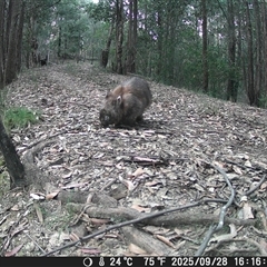 Vombatus ursinus (Bare-nosed Wombat, Common wombat) at Bucketty, NSW - 28 Sep 2025 by MartinPredavec