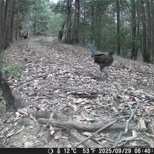 Menura novaehollandiae (Superb Lyrebird) at Bucketty, NSW - 29 Sep 2025 by MartinPredavec