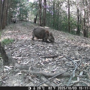Vombatus ursinus (Bare-nosed Wombat, Common wombat) at Bucketty, NSW - Yesterday by MartinPredavec