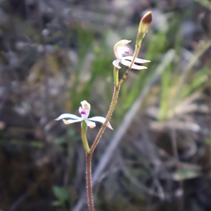 Caladenia ustulata at Jerrabomberra, NSW - Today by Clarel